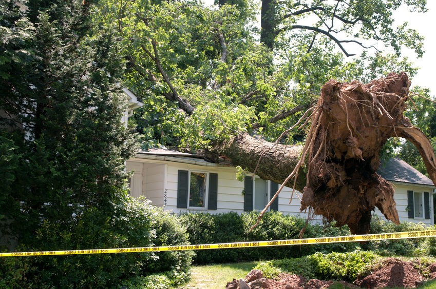 Durham NC Emergency Tree Removal Service