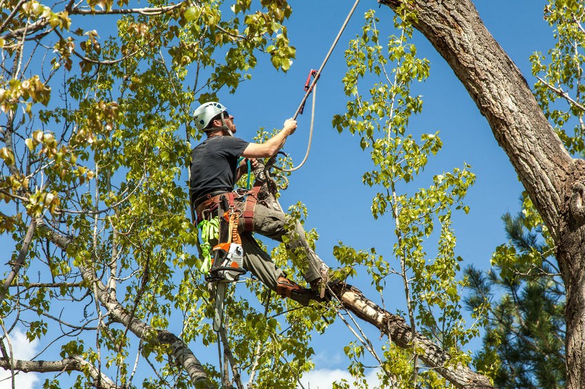 tree climbing safety