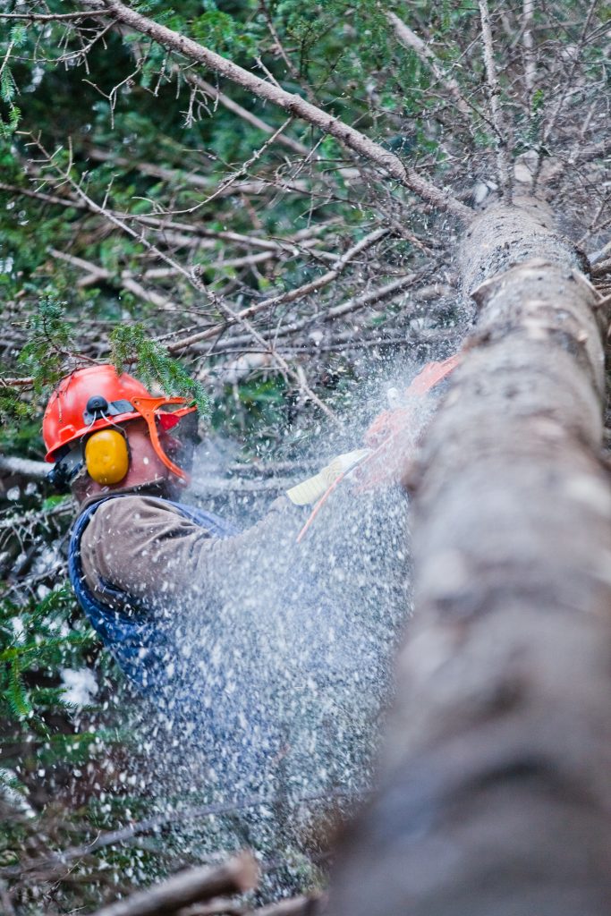 Tree removal Companies in Cary NC