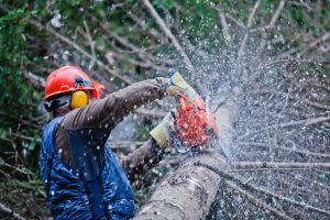 Tree Removal Service Durham NC