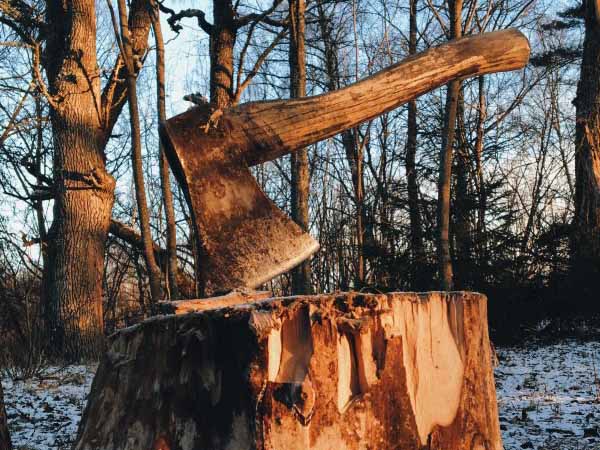 Axe on tree stump
