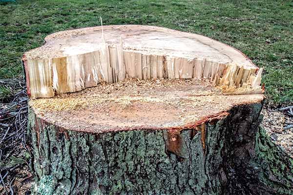 Tree stump removal cost- Durham NC