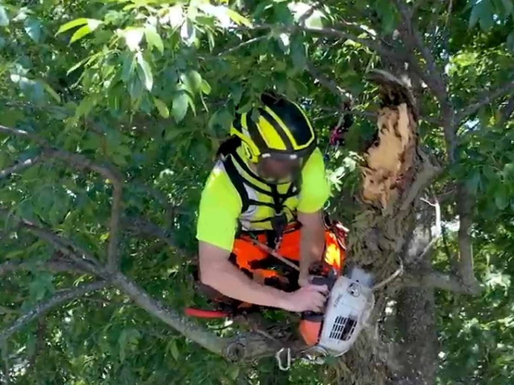 Tree Removal Service Raleigh