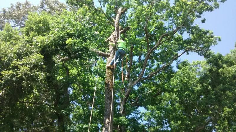 Braggtown NC Tree Trimming