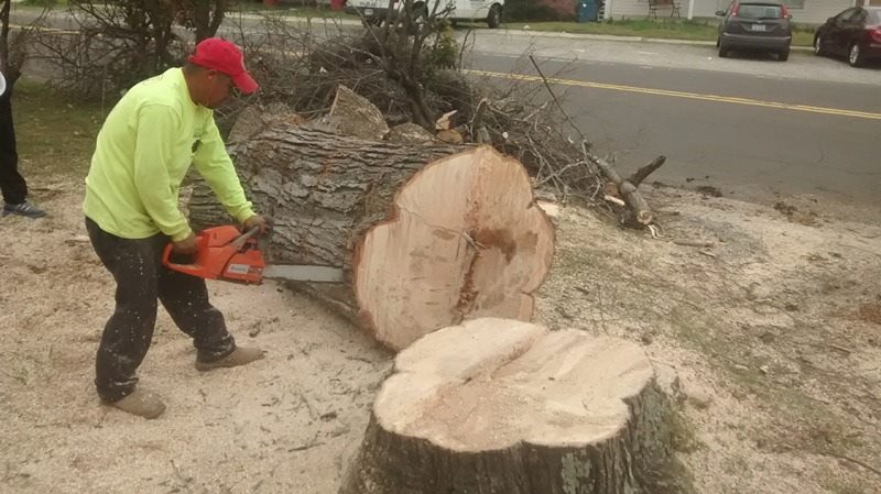 Chapel Hill Tree Removal Company
