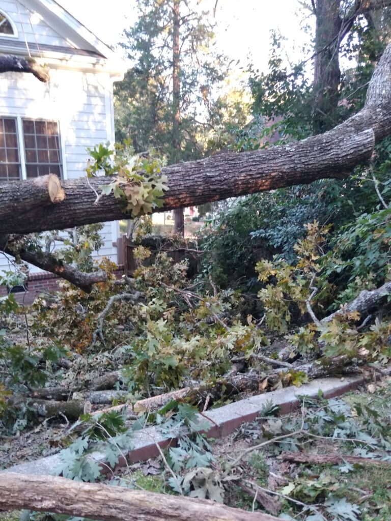 Emergency Storm Damage Tree Removal