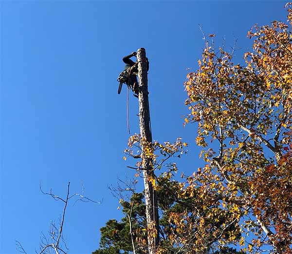 Tree Removal Climber Dogwood Acres NC