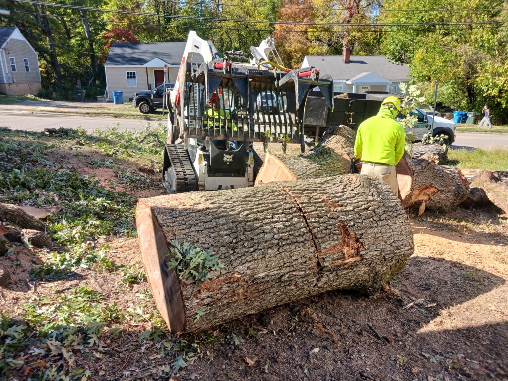 Tree Removal Company Hillsborough NC