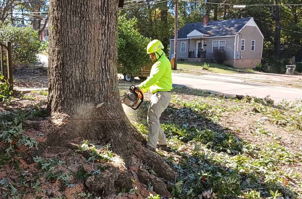 Tree Removal Morrisville NC