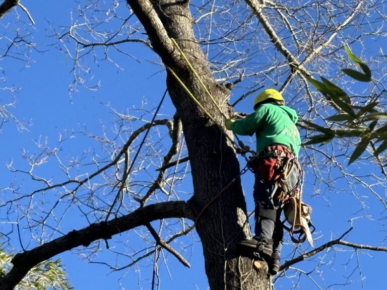 Tree Removal Durham NC -Triangle Tree Services