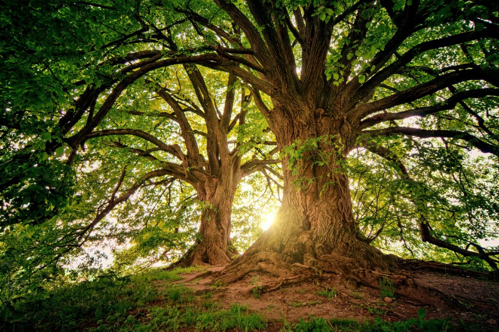 Large Oak Tree Removal Durham