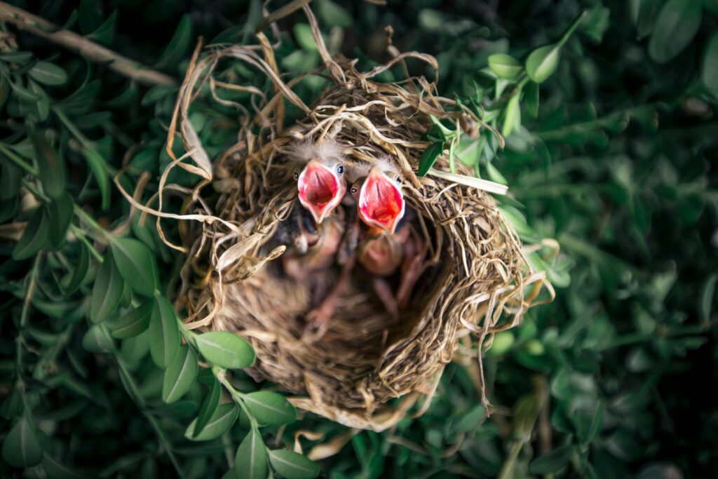 Bird nest in a tree